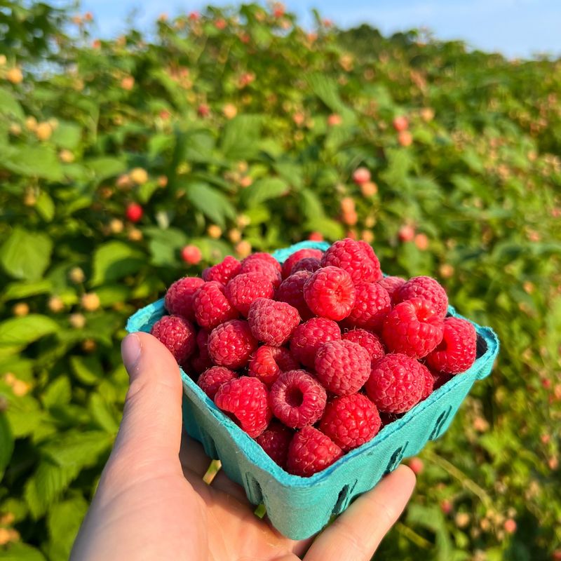 Raspberry Rewards