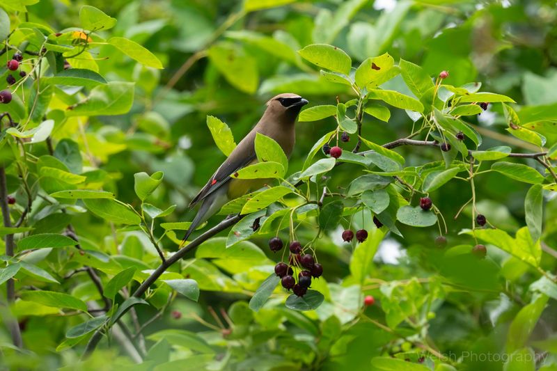 Serviceberry