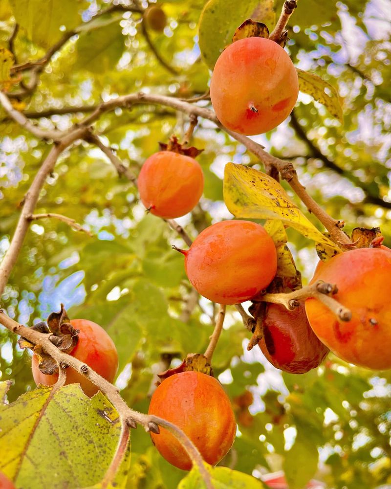 Persimmons