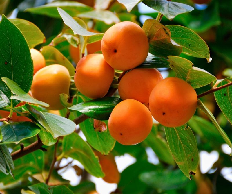 Persimmon's Southern Promise