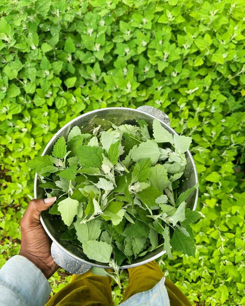 Lamb's Quarters: Nature's Spinach