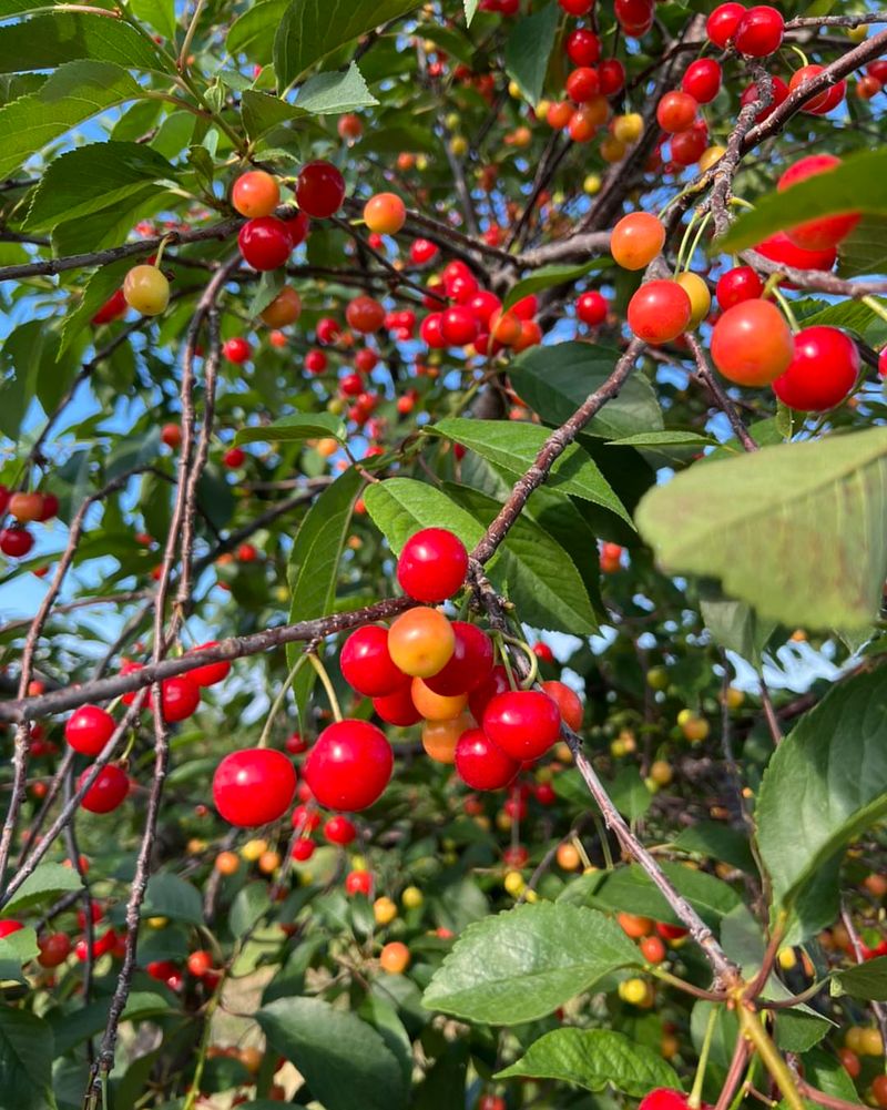 Tart Cherries