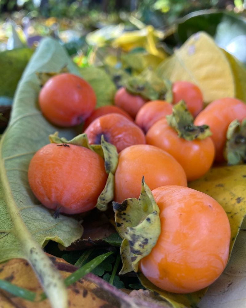American Persimmon Promise