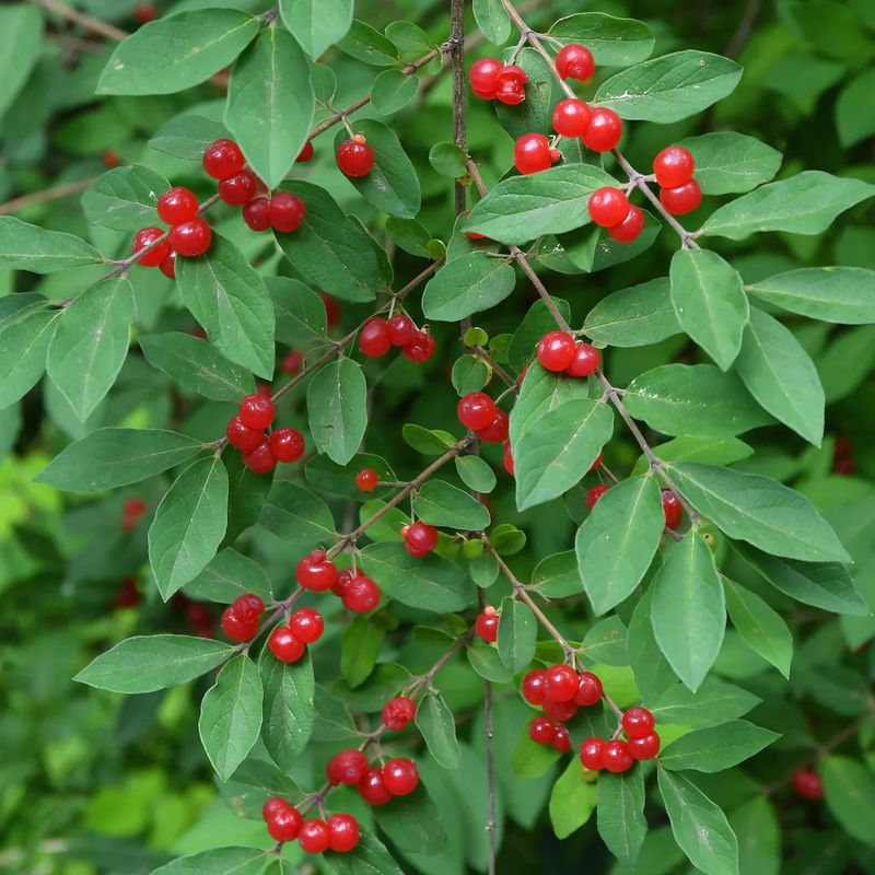 Blazing Red Chokeberry Lights Up Fall