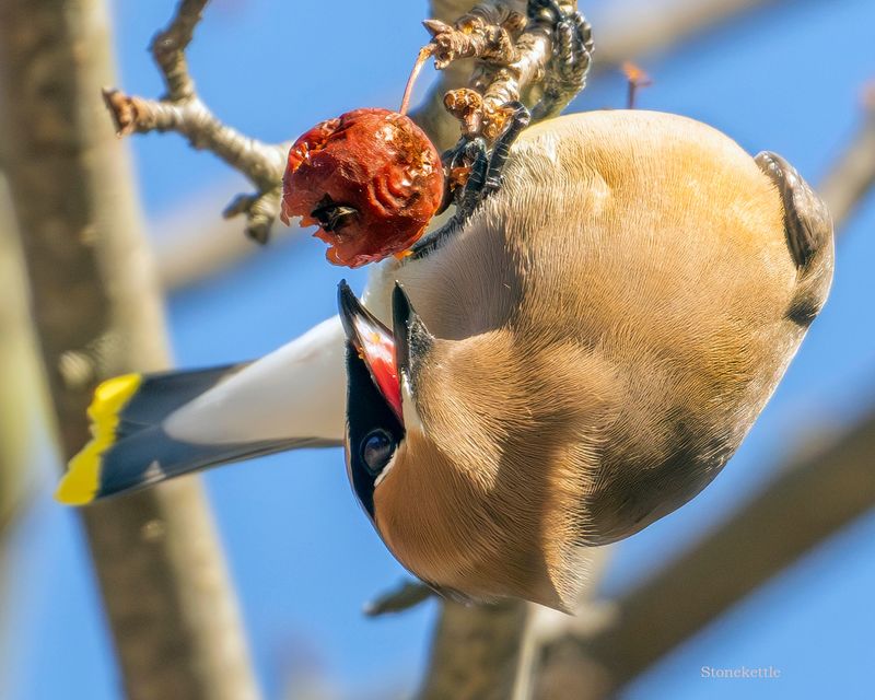 Crabapple Varieties That Attract Winter Wildlife