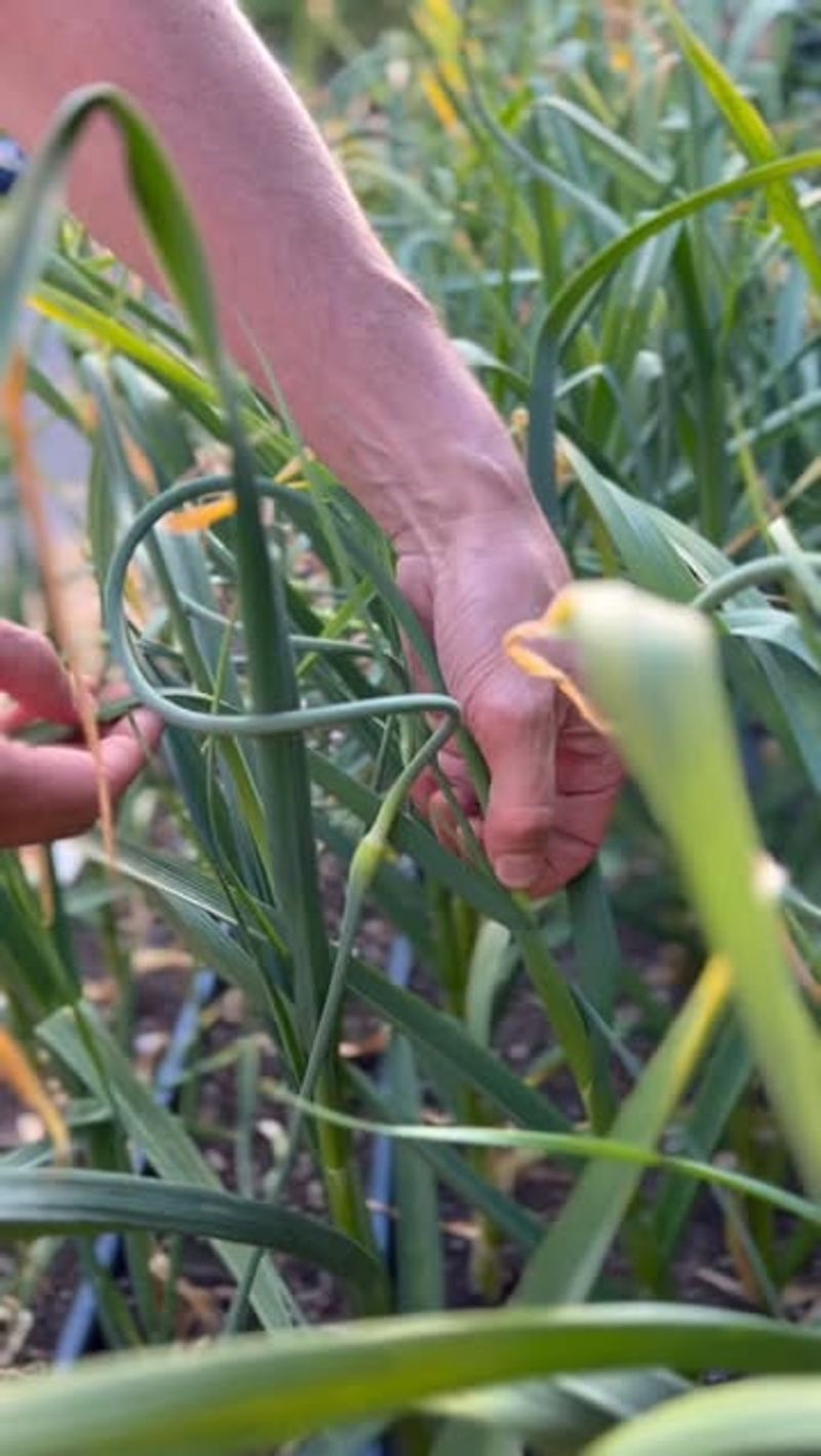 Garlic Scapes