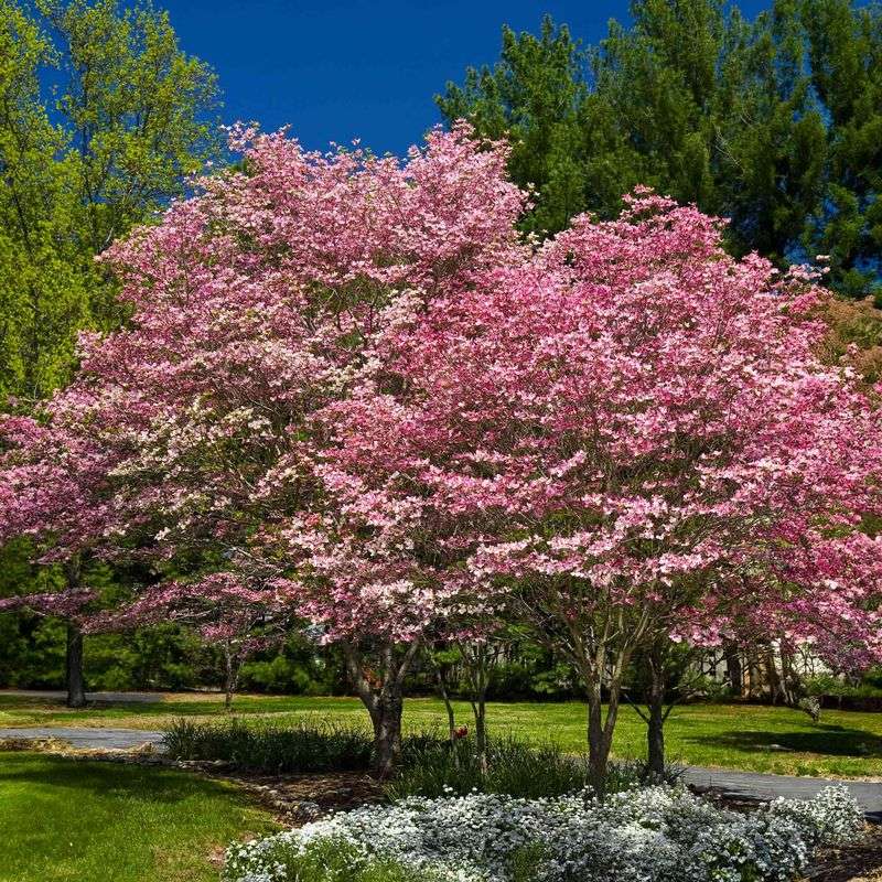 Dogwood Trees For Four-Season Interest