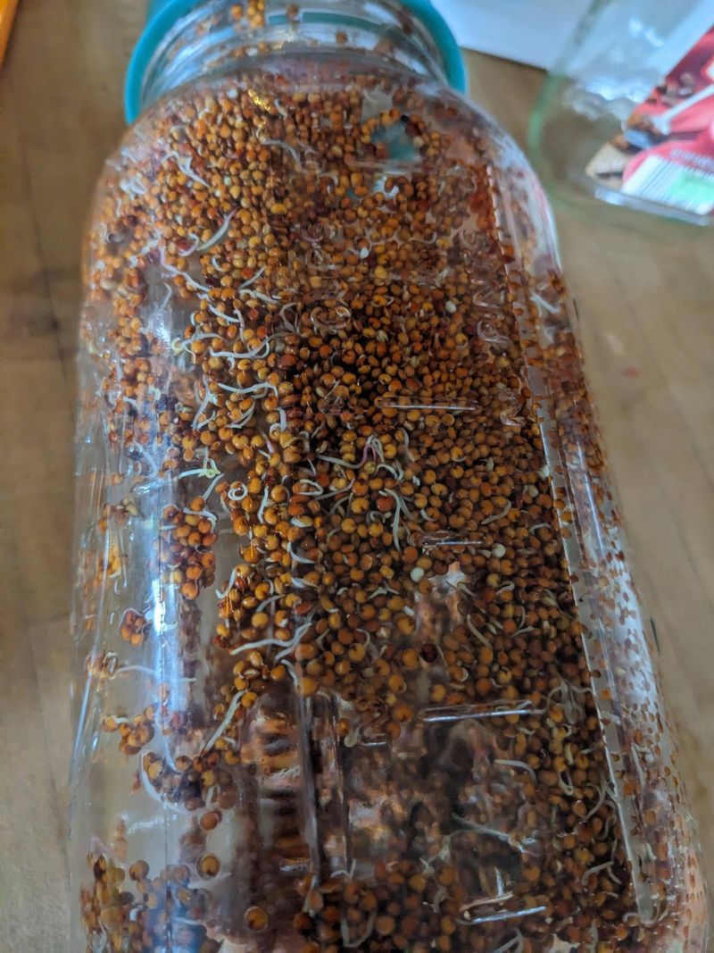 Quinoa Sprouts