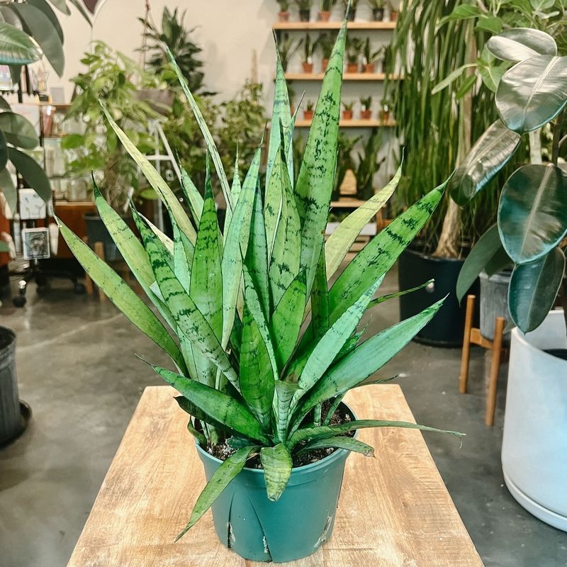 Snake Plant (Sansevieria)