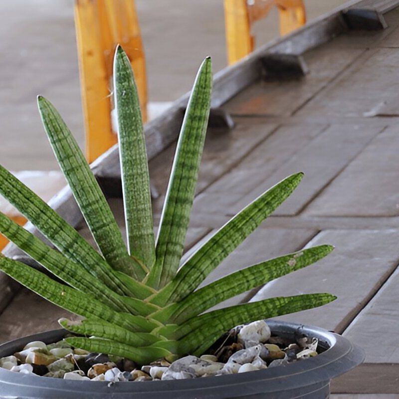 Snake Plant