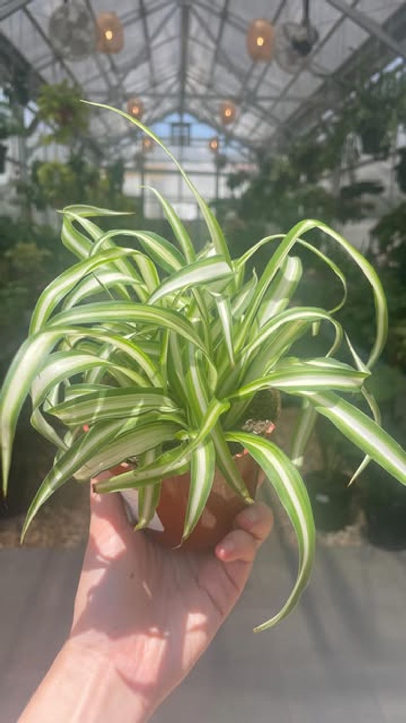 Spider Plant
