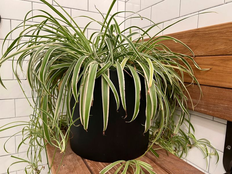Spider Plant