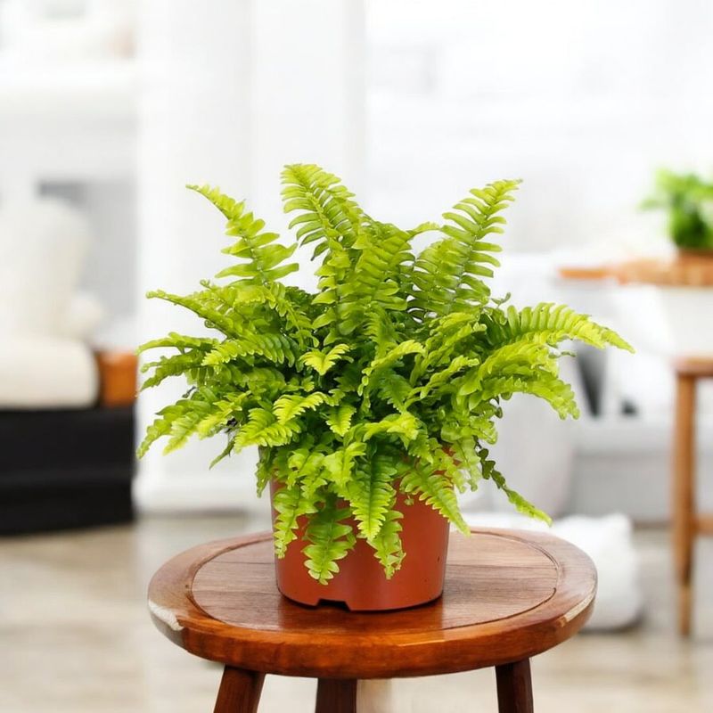 Boston Fern: Humidity-Loving Purifier