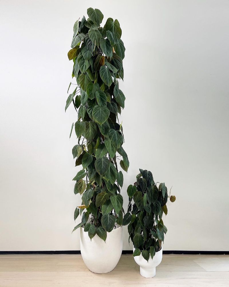 Philodendron