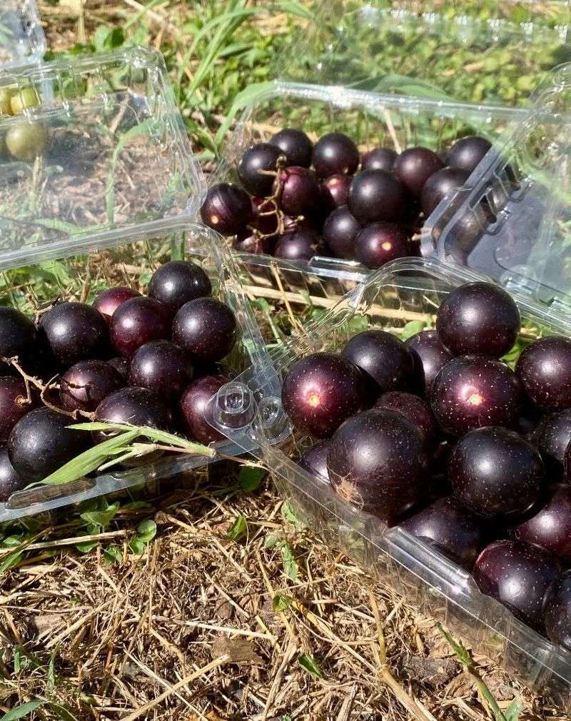 Muscadine Grapes