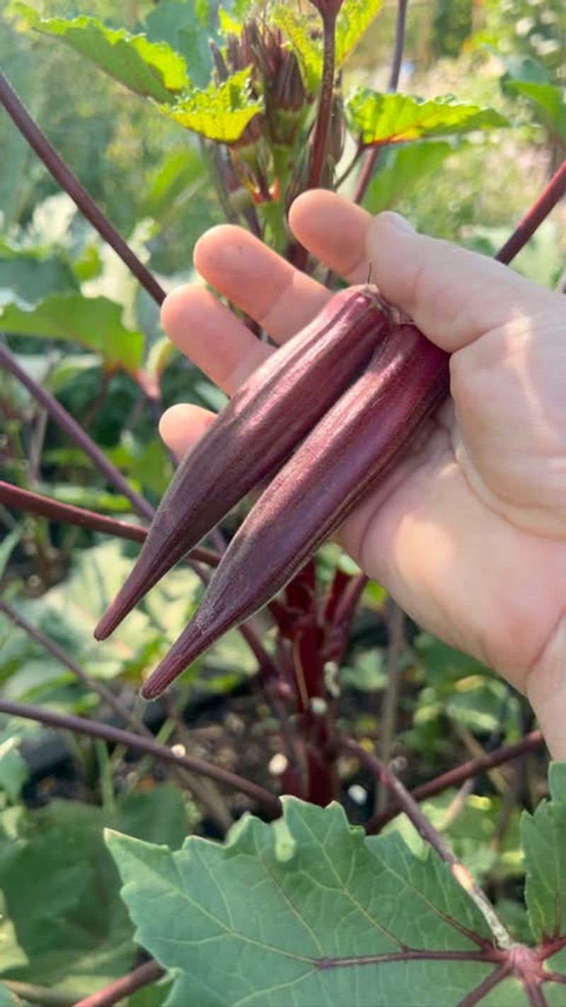 Okra