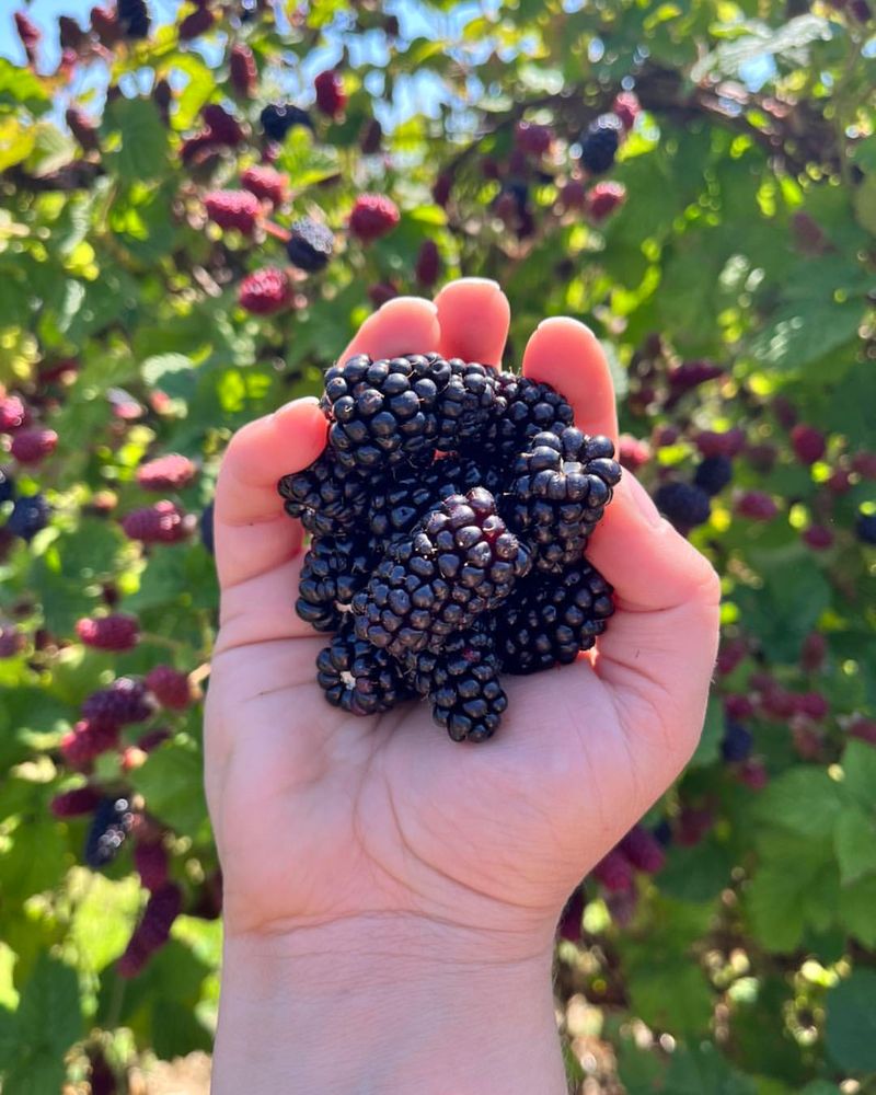 Blackberries