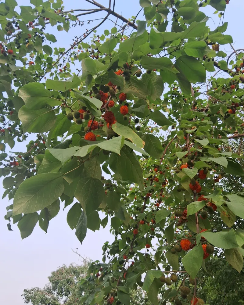 Paper Mulberry