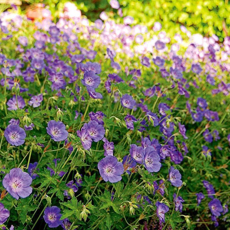 Geranium 'Rozanne': Marathon Bloomer For Every Garden