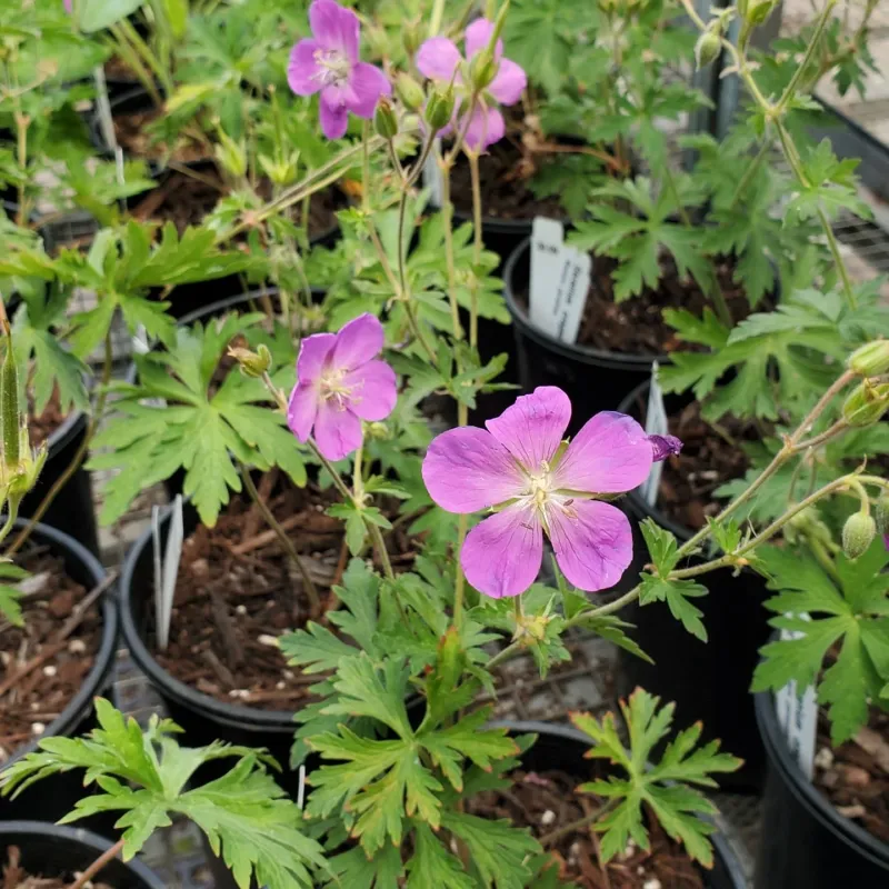 Oregon Geranium