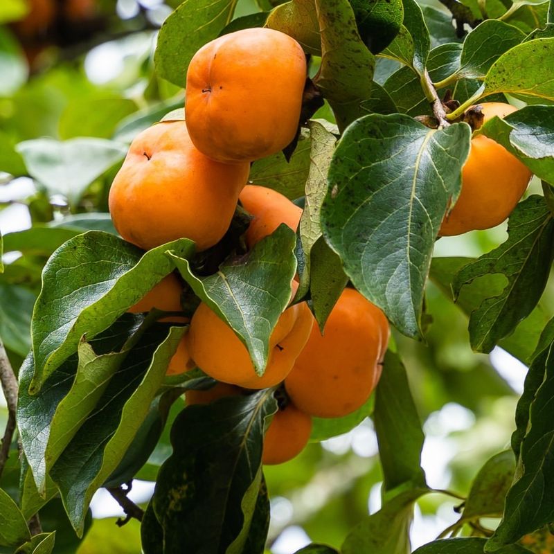 Persimmons