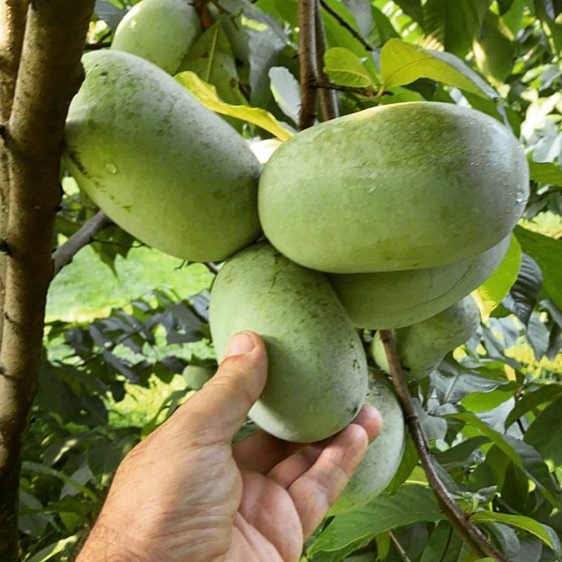 Pawpaw