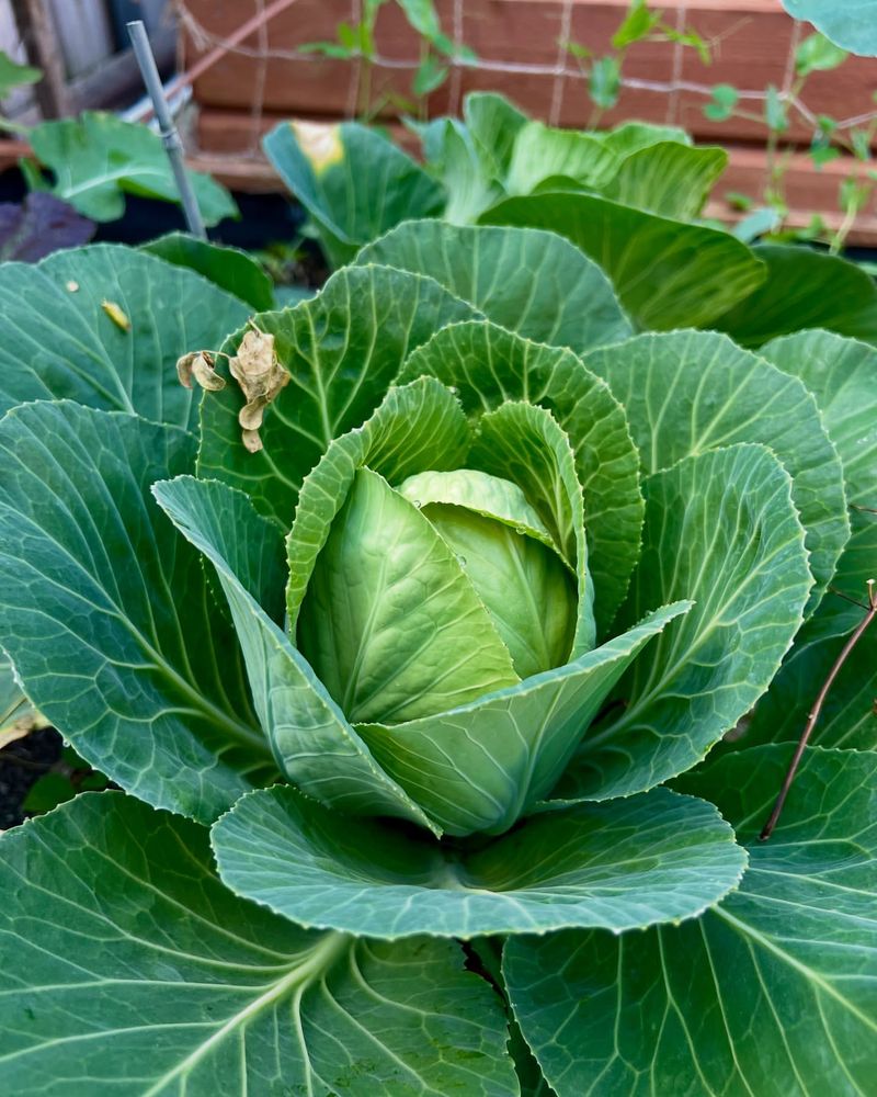 Cabbage