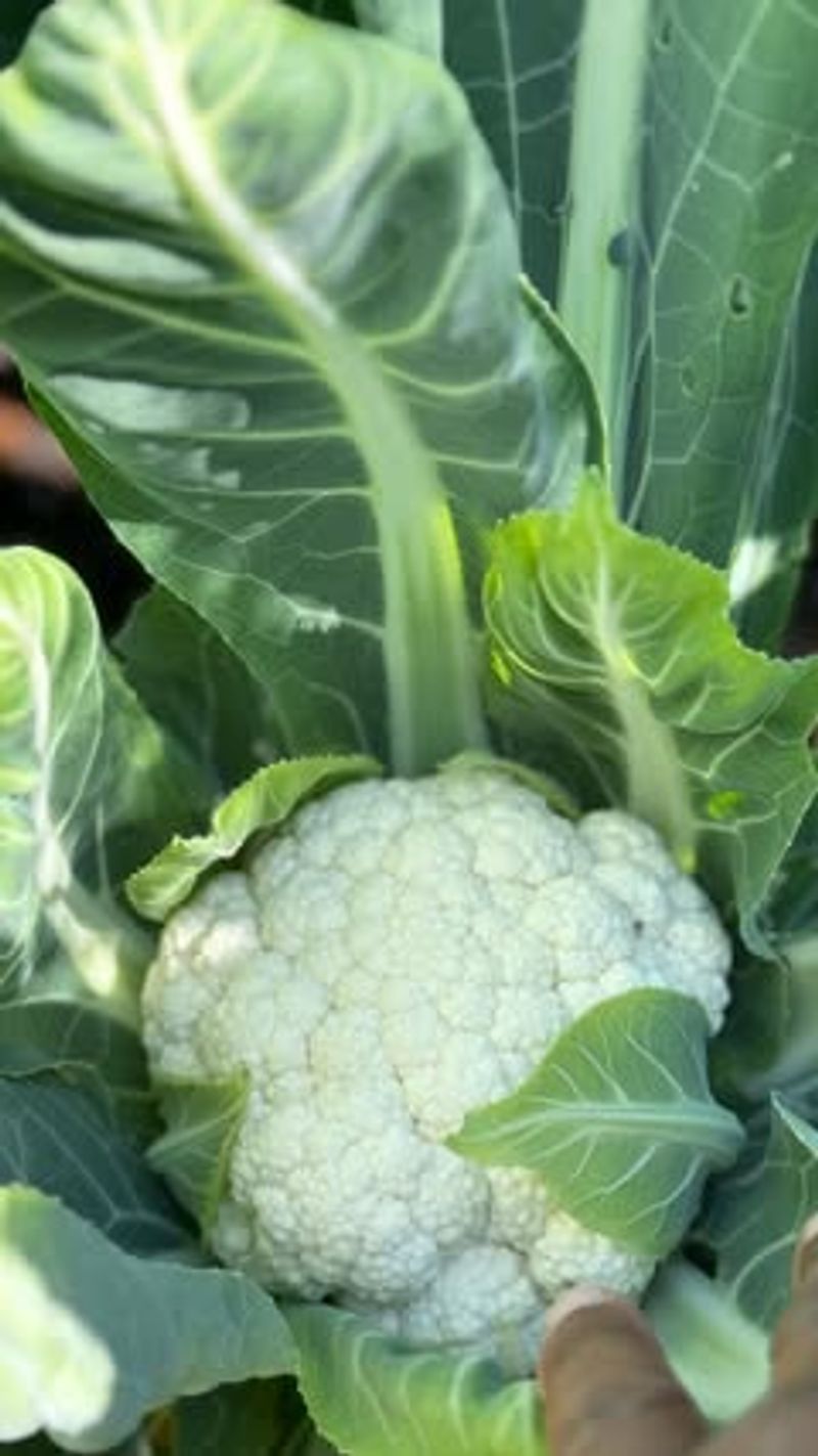 Cauliflower