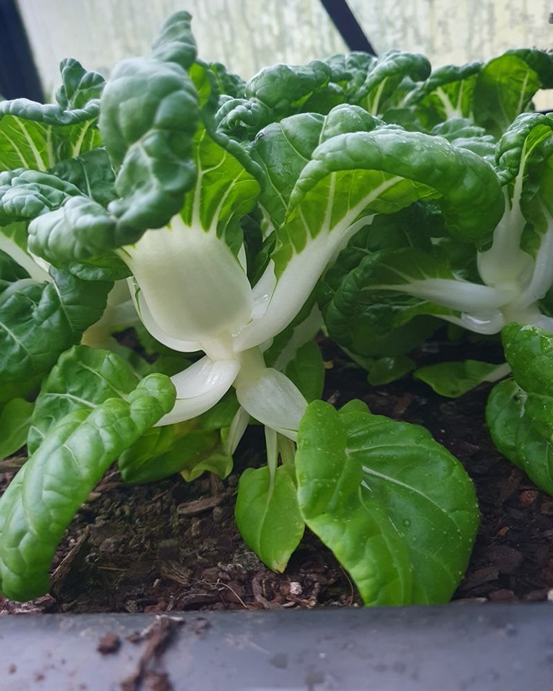 Bok Choy