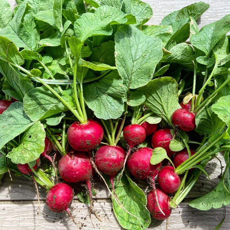 Radishes Reach Perfect Crispness