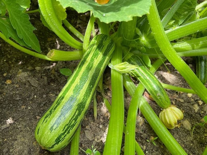 Zucchini: Summer's Most Prolific Producer