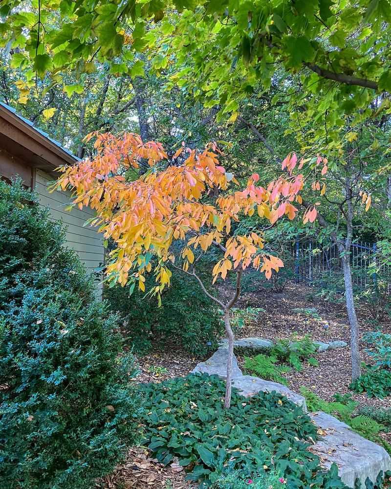 Sassafras and Its Multi-Season Benefits