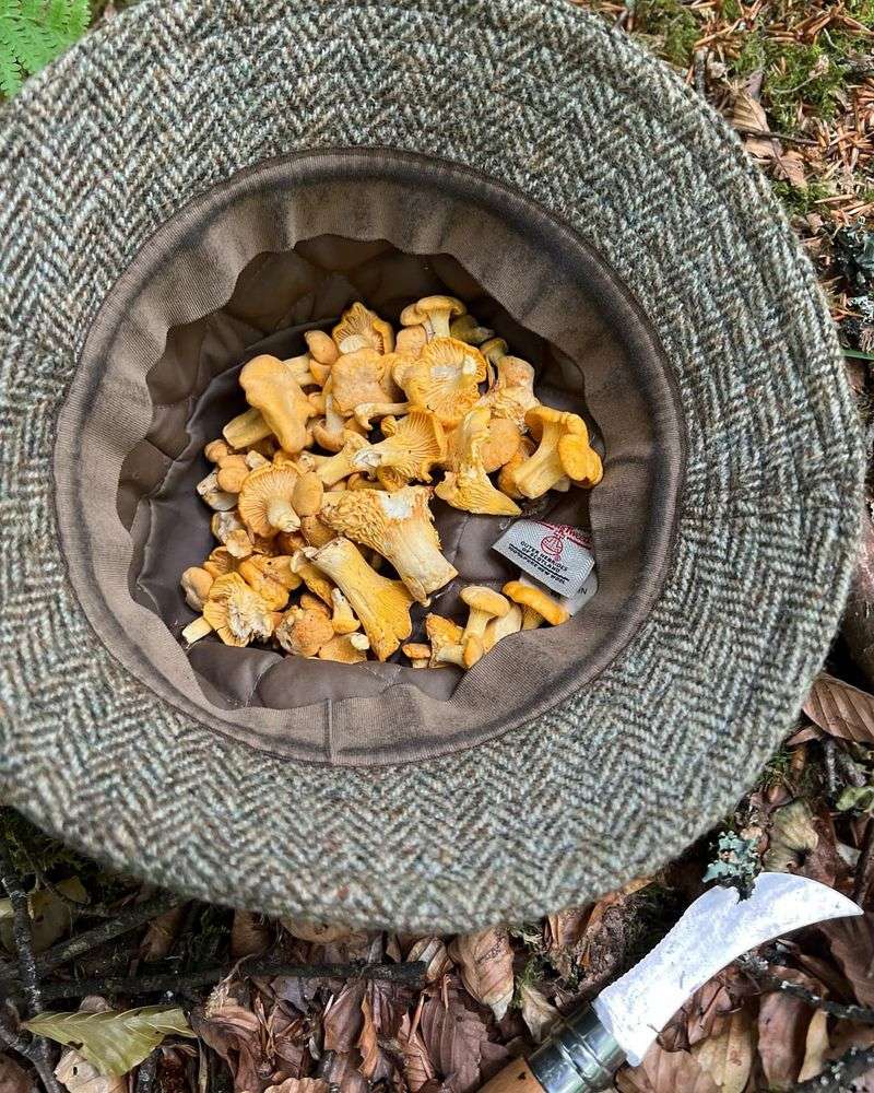 Specialty Mushrooms