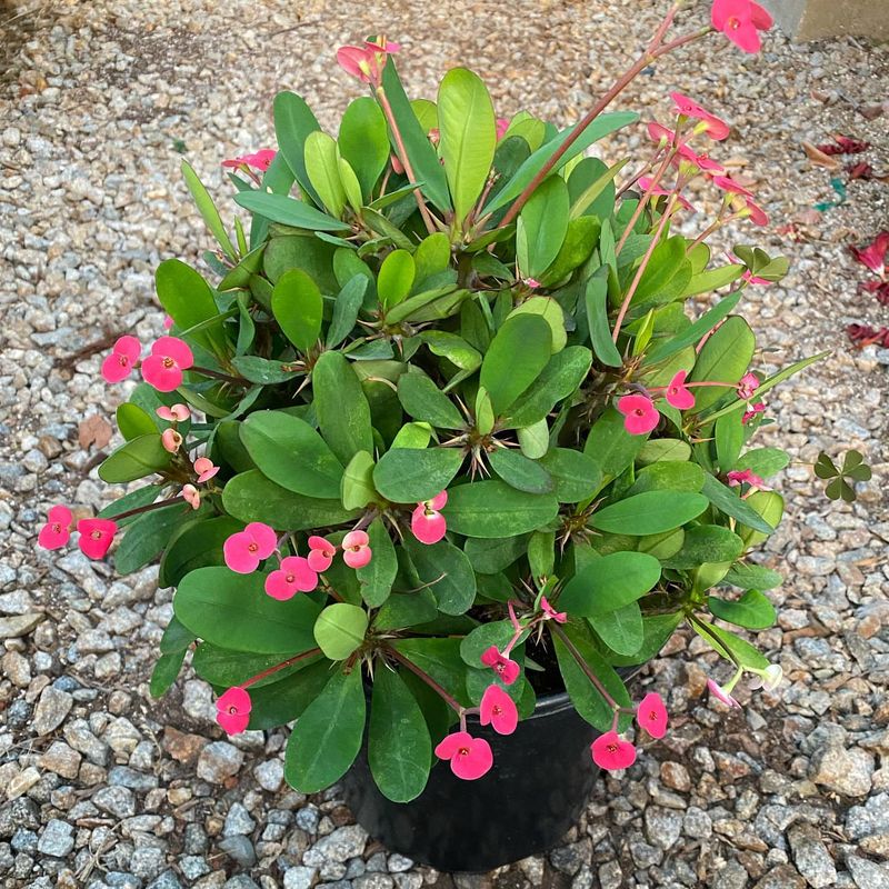 Crown of Thorns: The Colorful Tough Guy