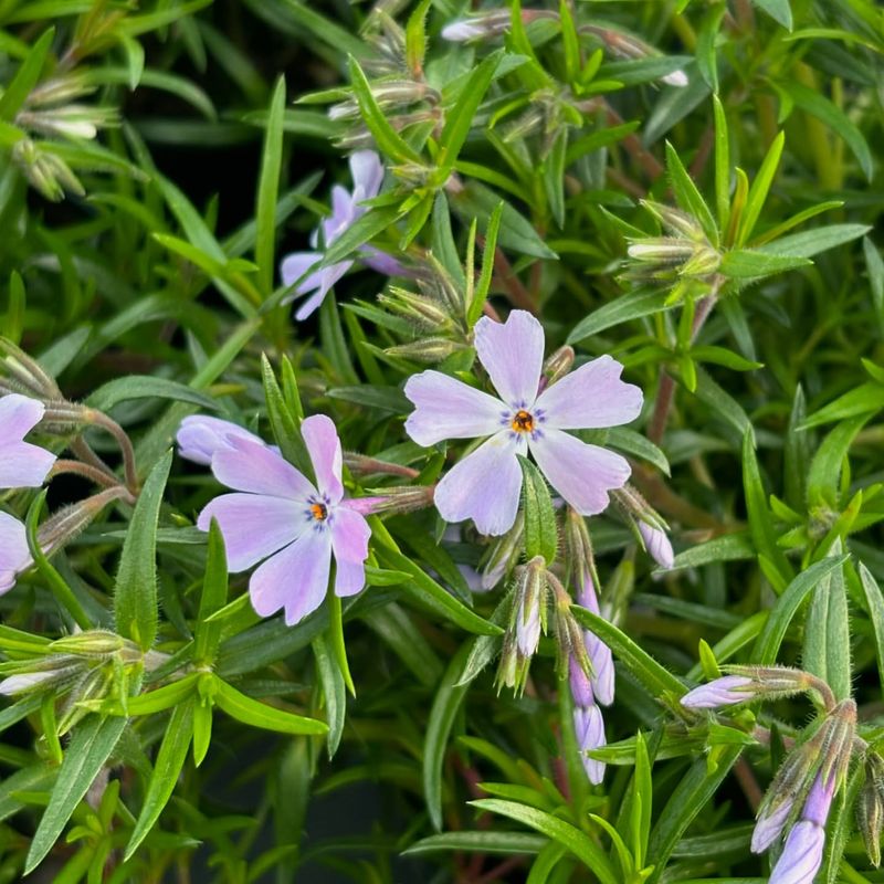 Creeping Phlox