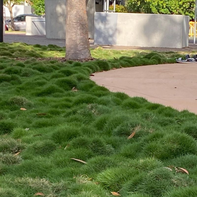 Zoysia Grass