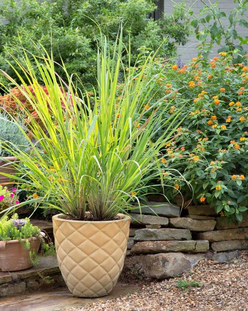 Lemongrass: Tropical Tick Barrier
