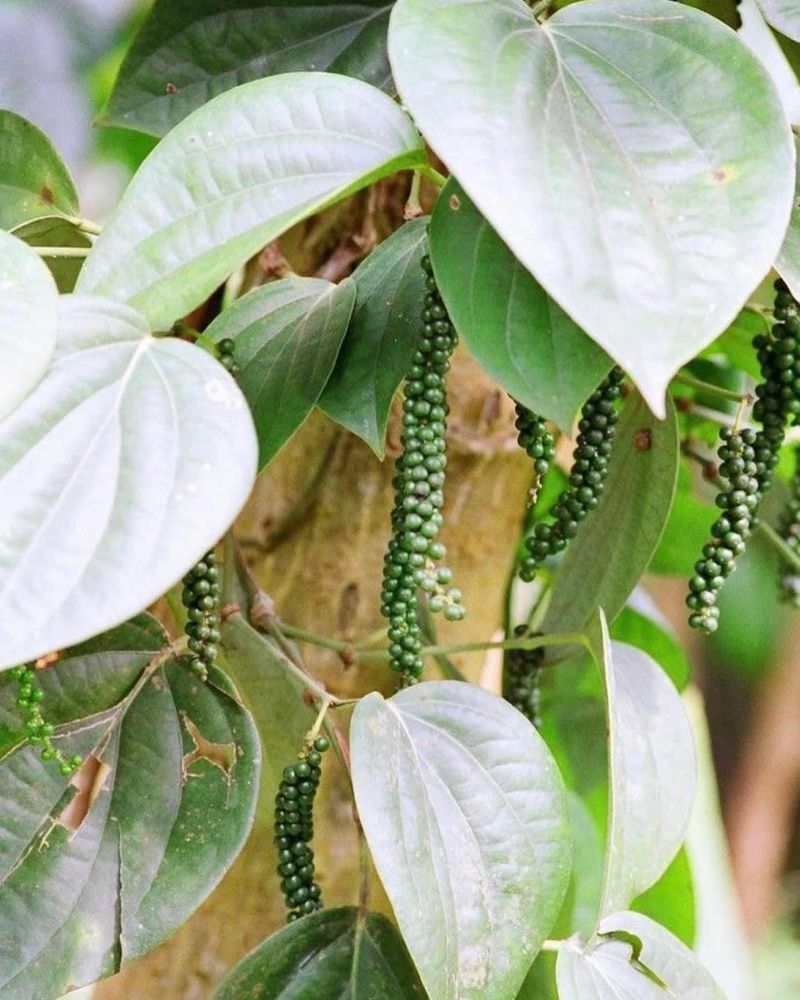 Black Pepper Plant: Spicy Solution To Rodent Problems