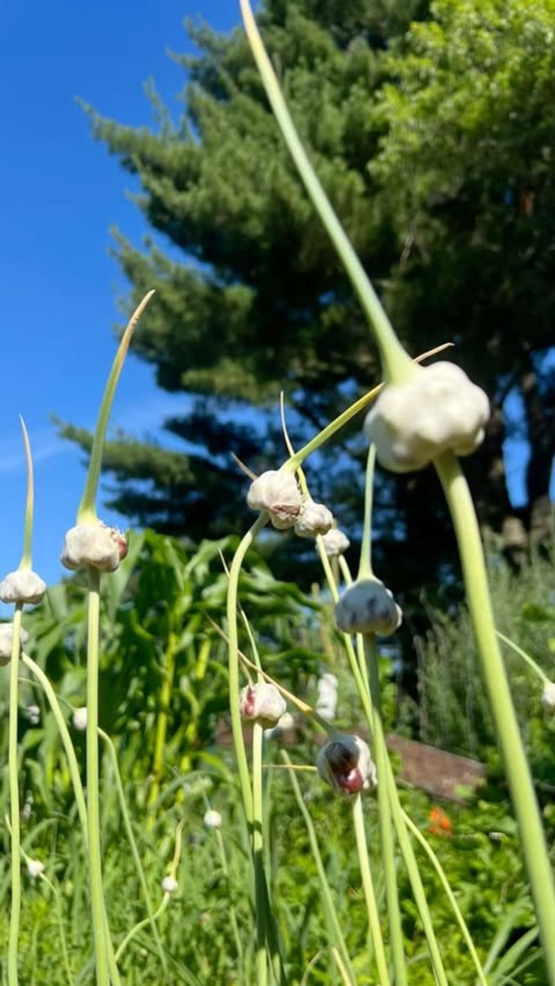 Garlic