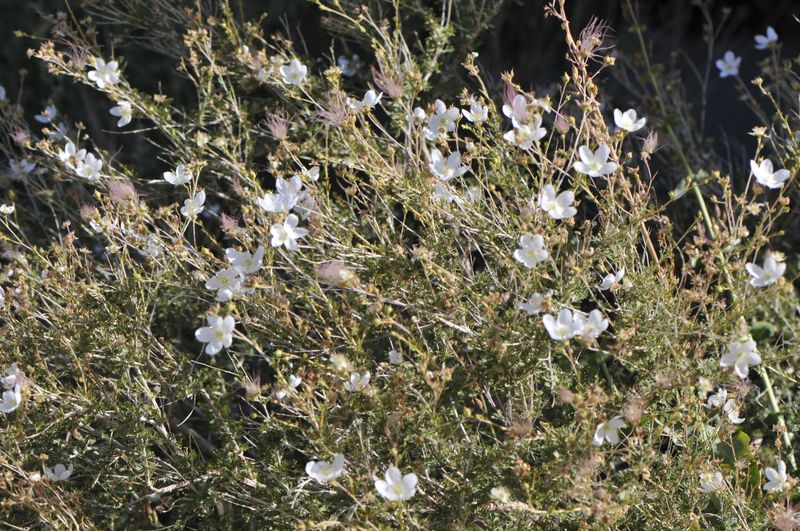 Apache Plume