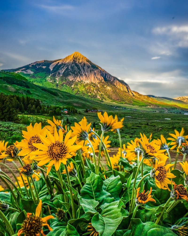 Alpine Sunflower