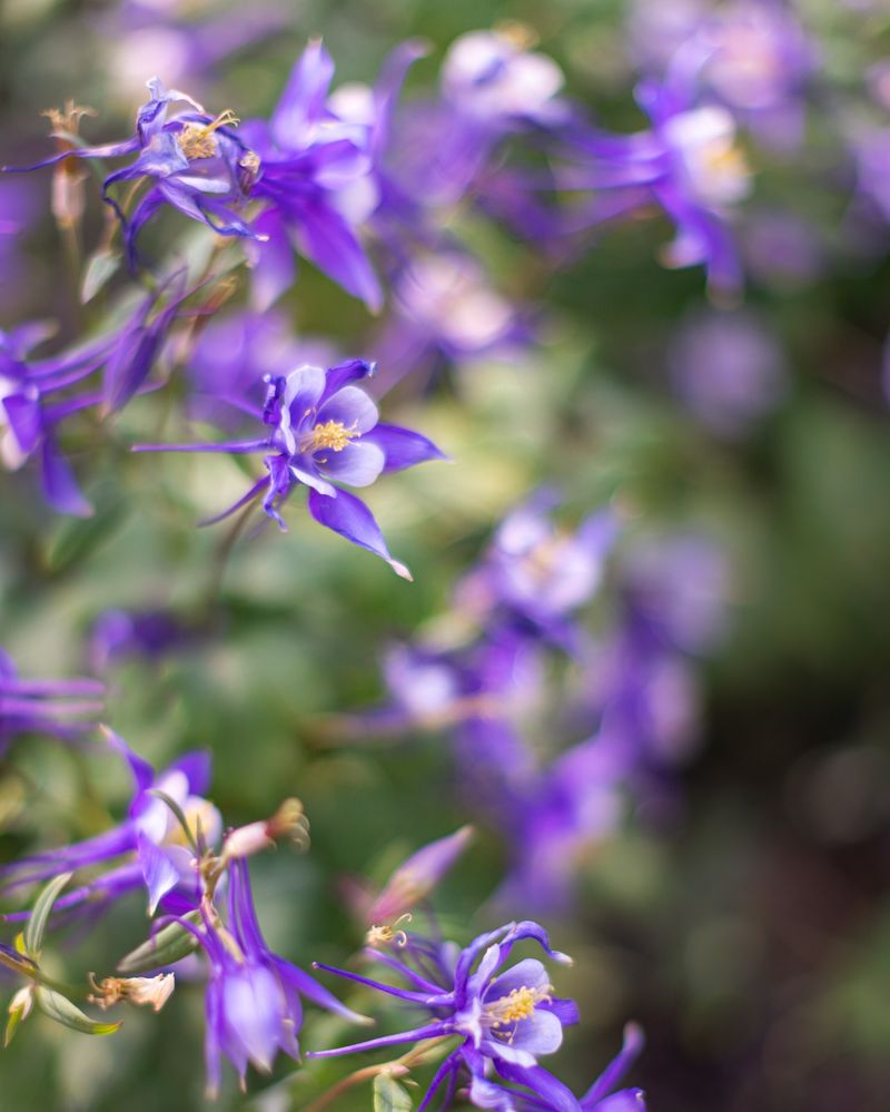 Columbine