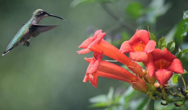 Hummingbird Trumpet