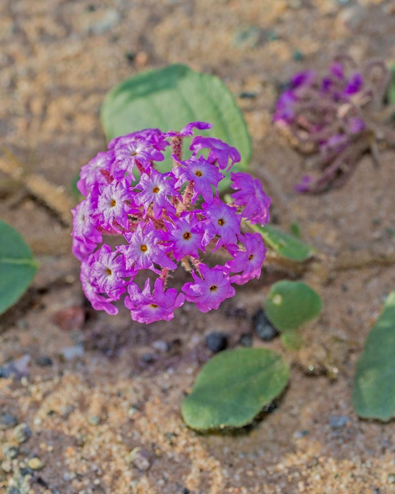 Verbena