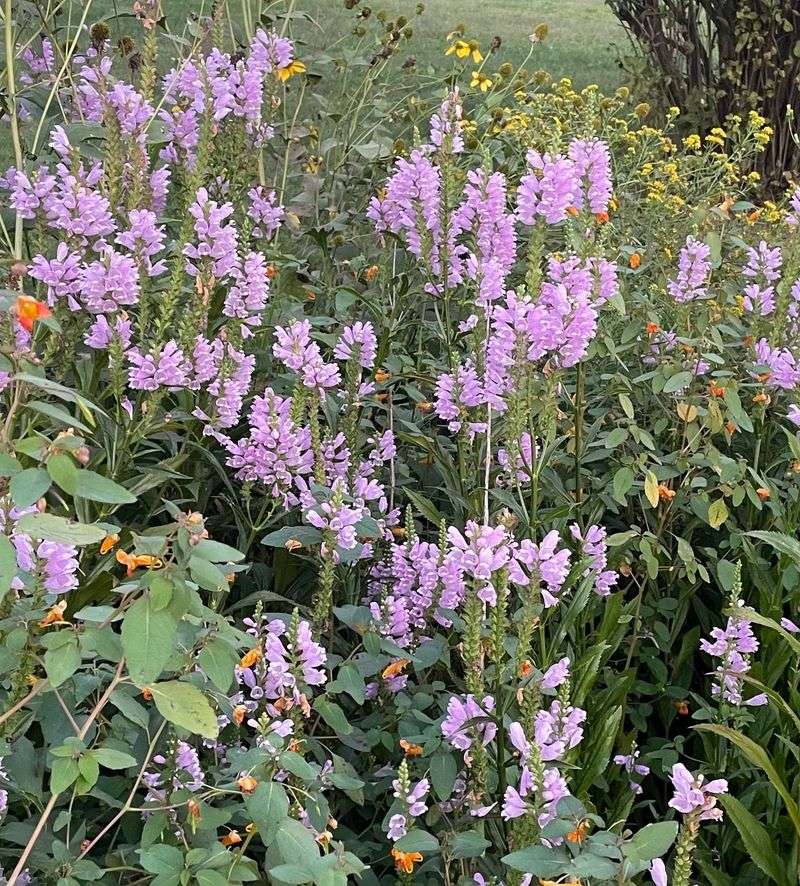 Obedient Plant