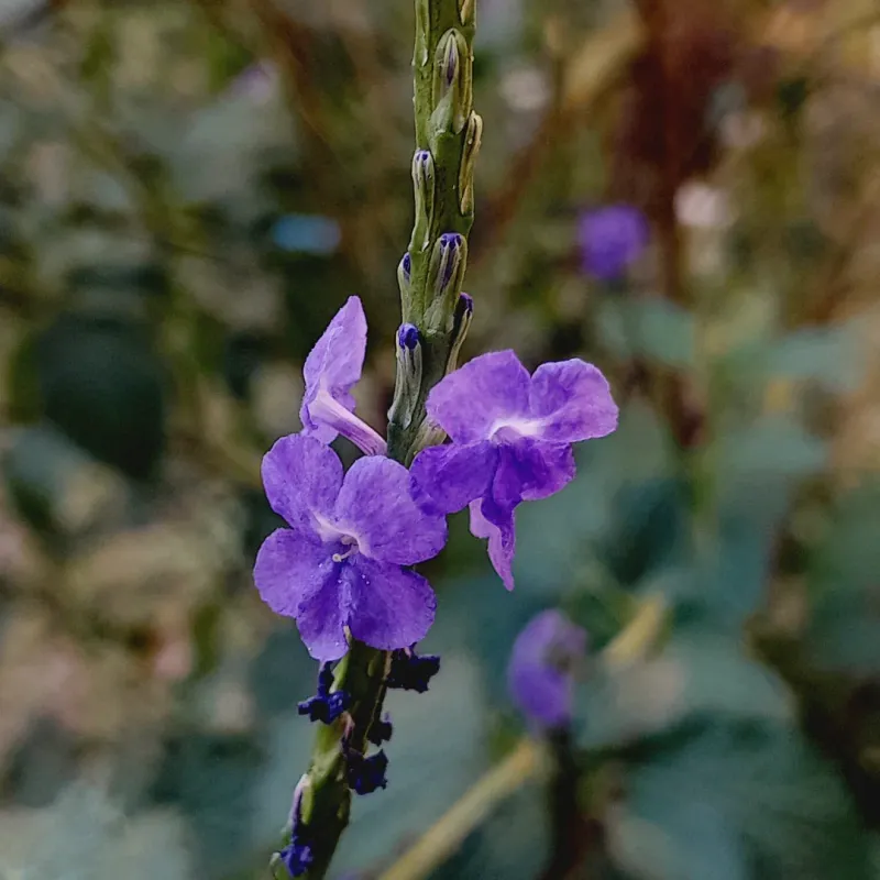 Porter Weed (Stachytarpheta spp.)