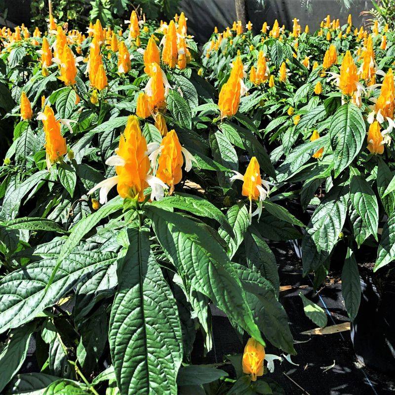 Shrimp Plant Spectacle