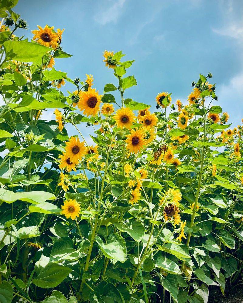 Sunflowers