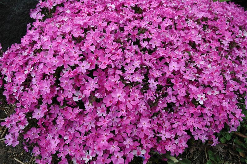 How Phlox Can Brighten Transitional Spaces
