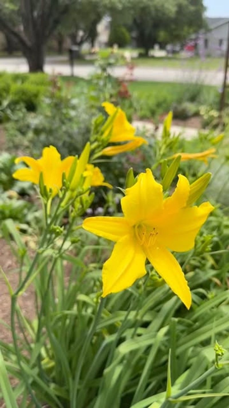 Daylilies Demand Autumn Attention